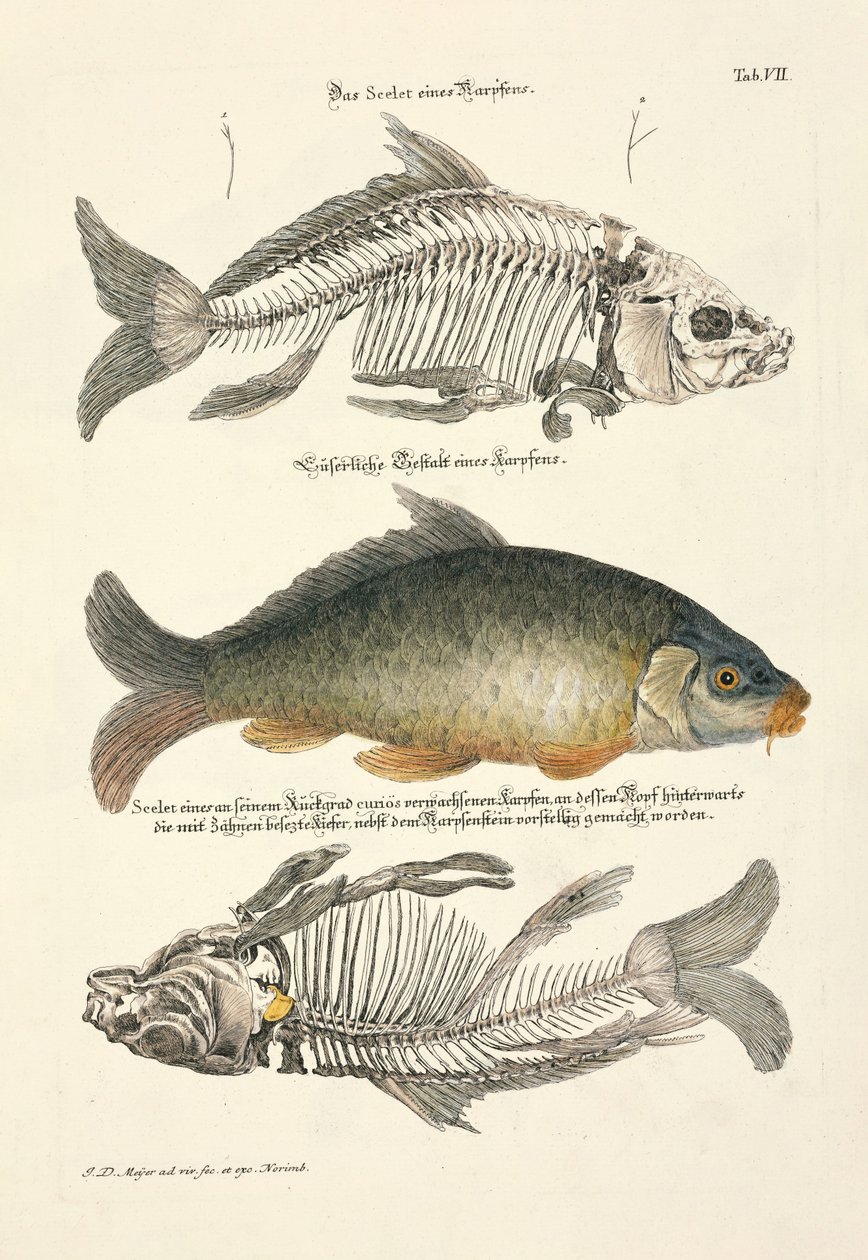  - Johann Daniel Meyer