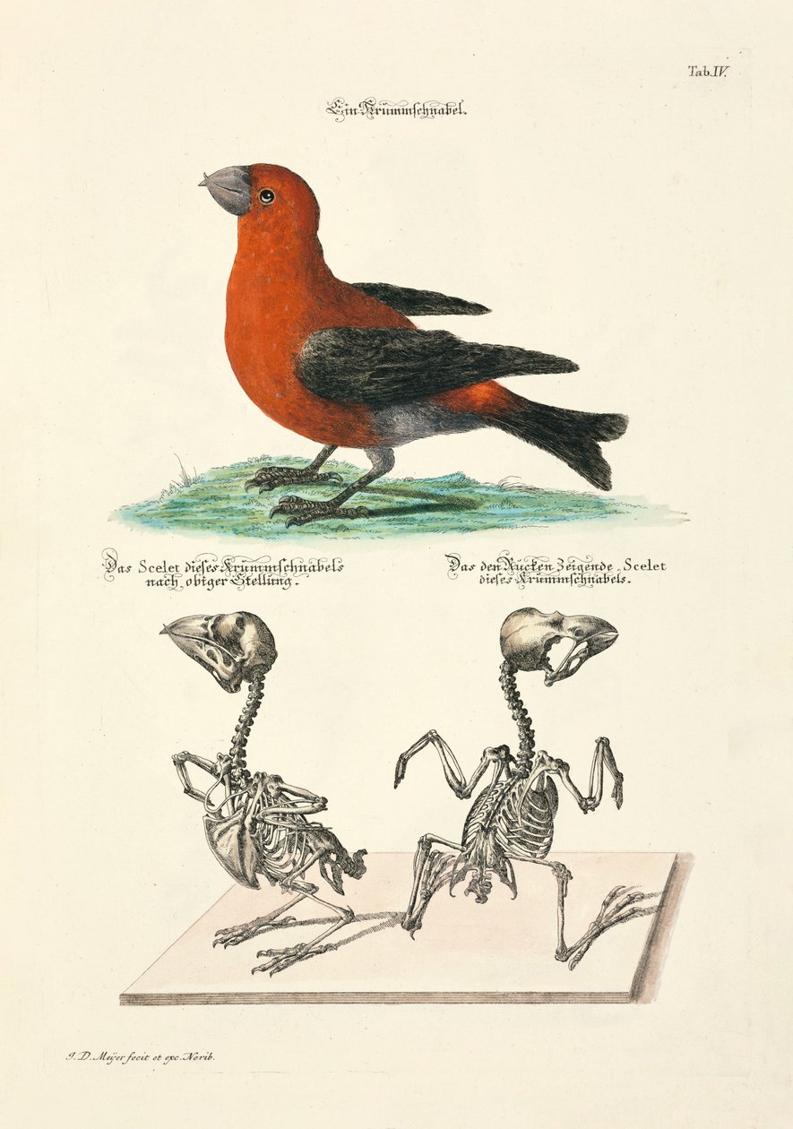  - Johann Daniel Meyer