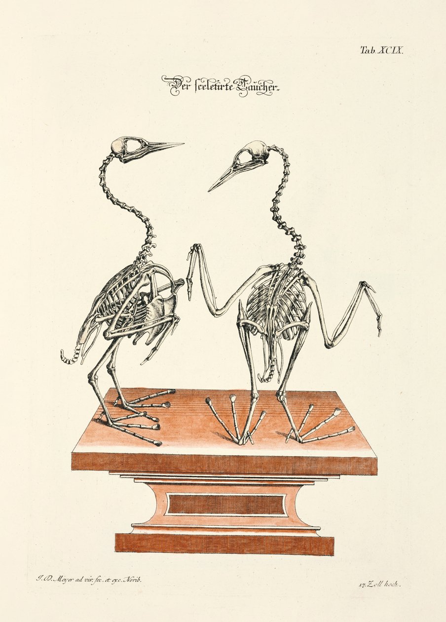  - Johann Daniel Meyer