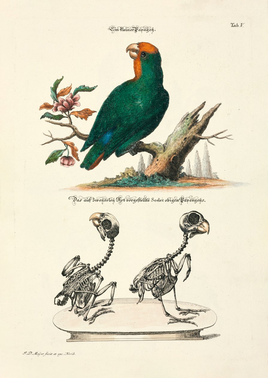 Petit perroquet avec squelettes - Johann Daniel Meyer
