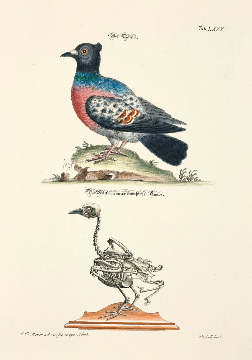 Le pigeon et son squelette - Johann Daniel Meyer