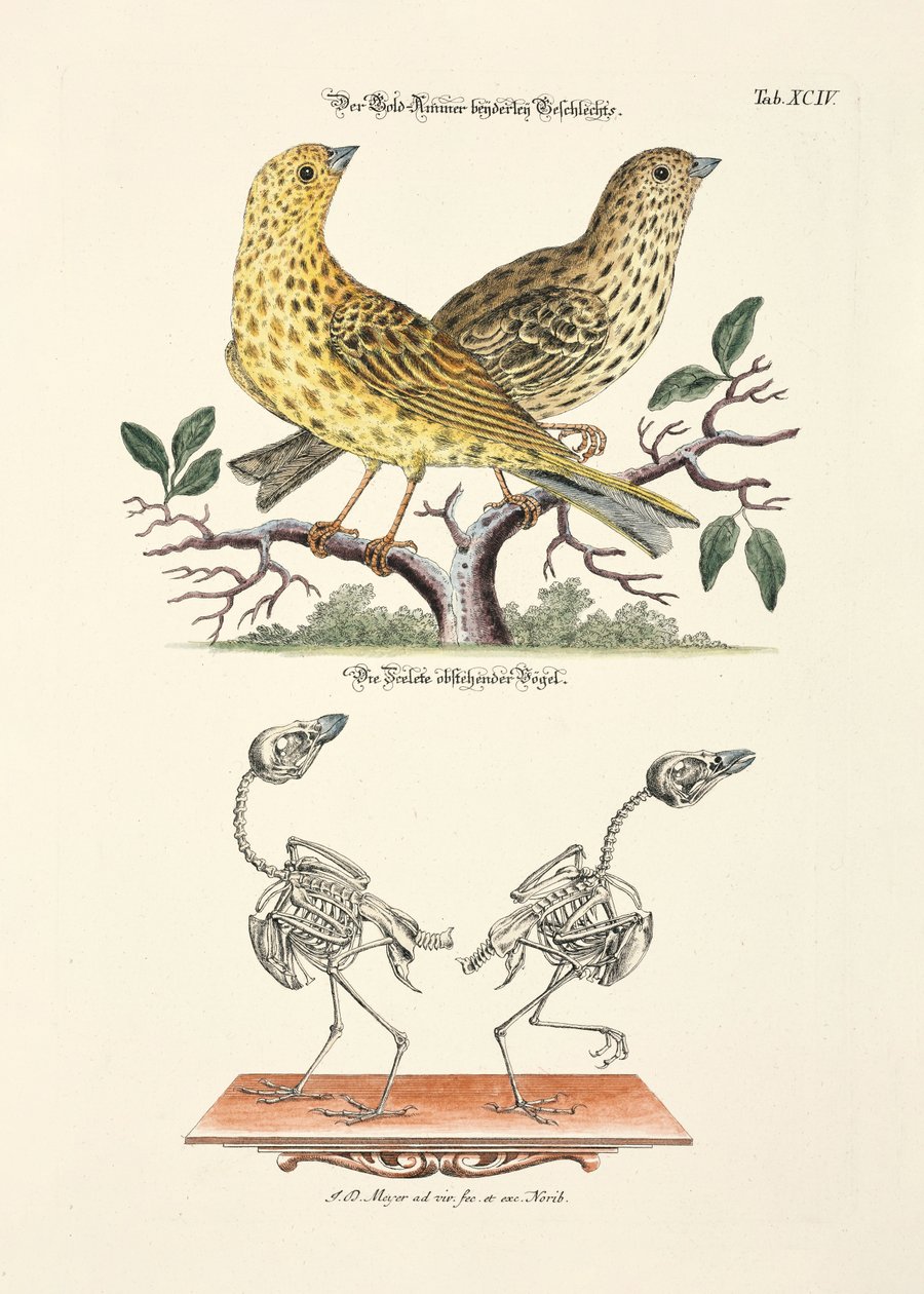  - Johann Daniel Meyer