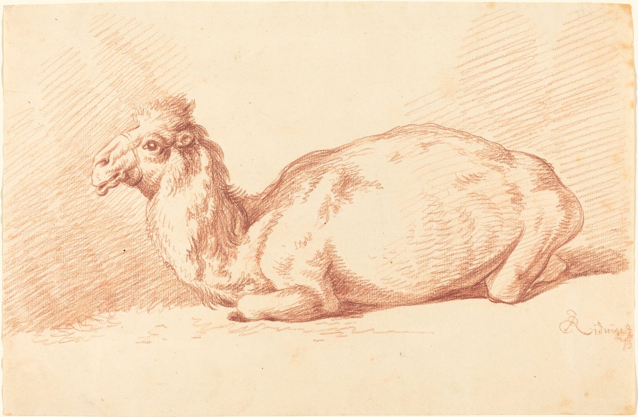 Un dromadaire - Johann Elias Ridinger