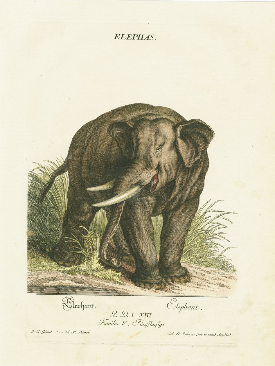 Éléphant d