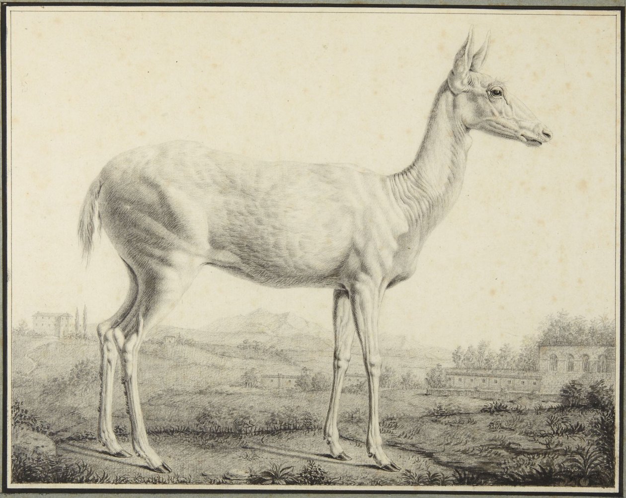 Cerf - Johann Elias Ridinger