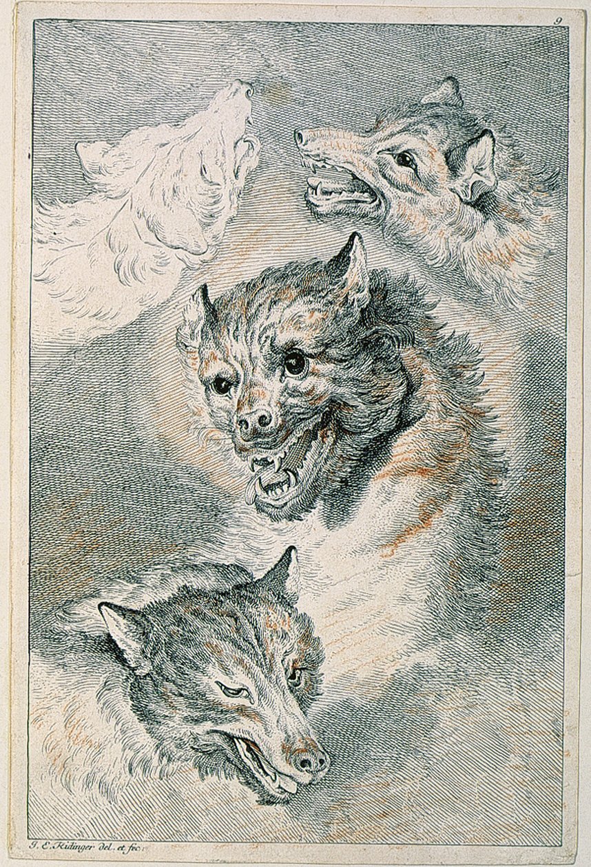 Quatre têtes de loup - Johann Elias Ridinger