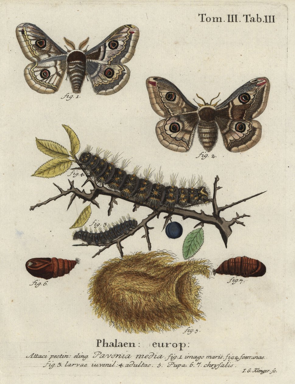 Bombyx épineux, Saturnia spini - Johann Georg Klinger