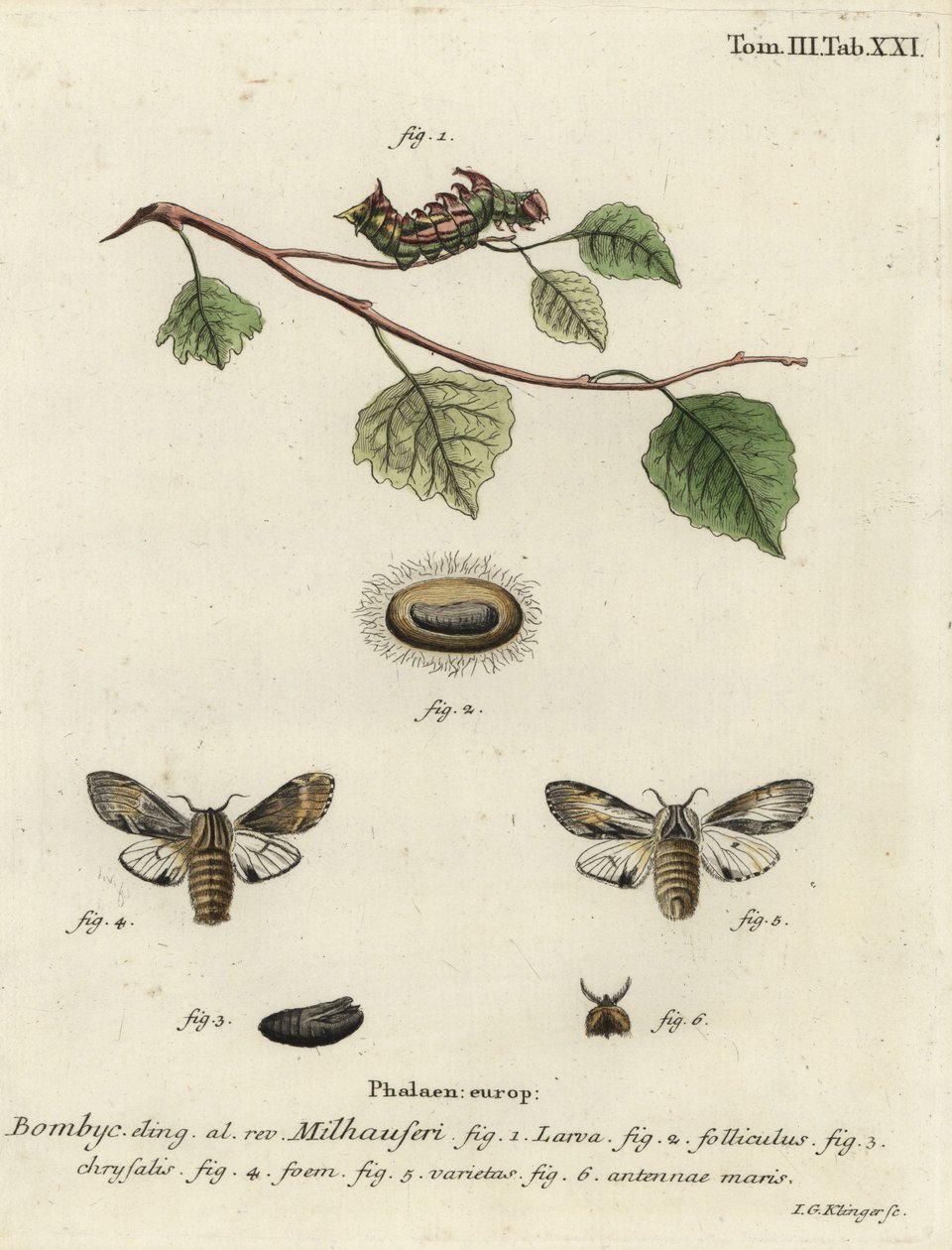 Papillon proéminent fauve, Harpyia milhauseri - Johann Georg Klinger