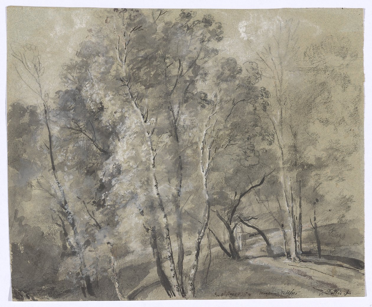 Arbres à feuilles caduques sur un versant - Johann Georg von Dillis