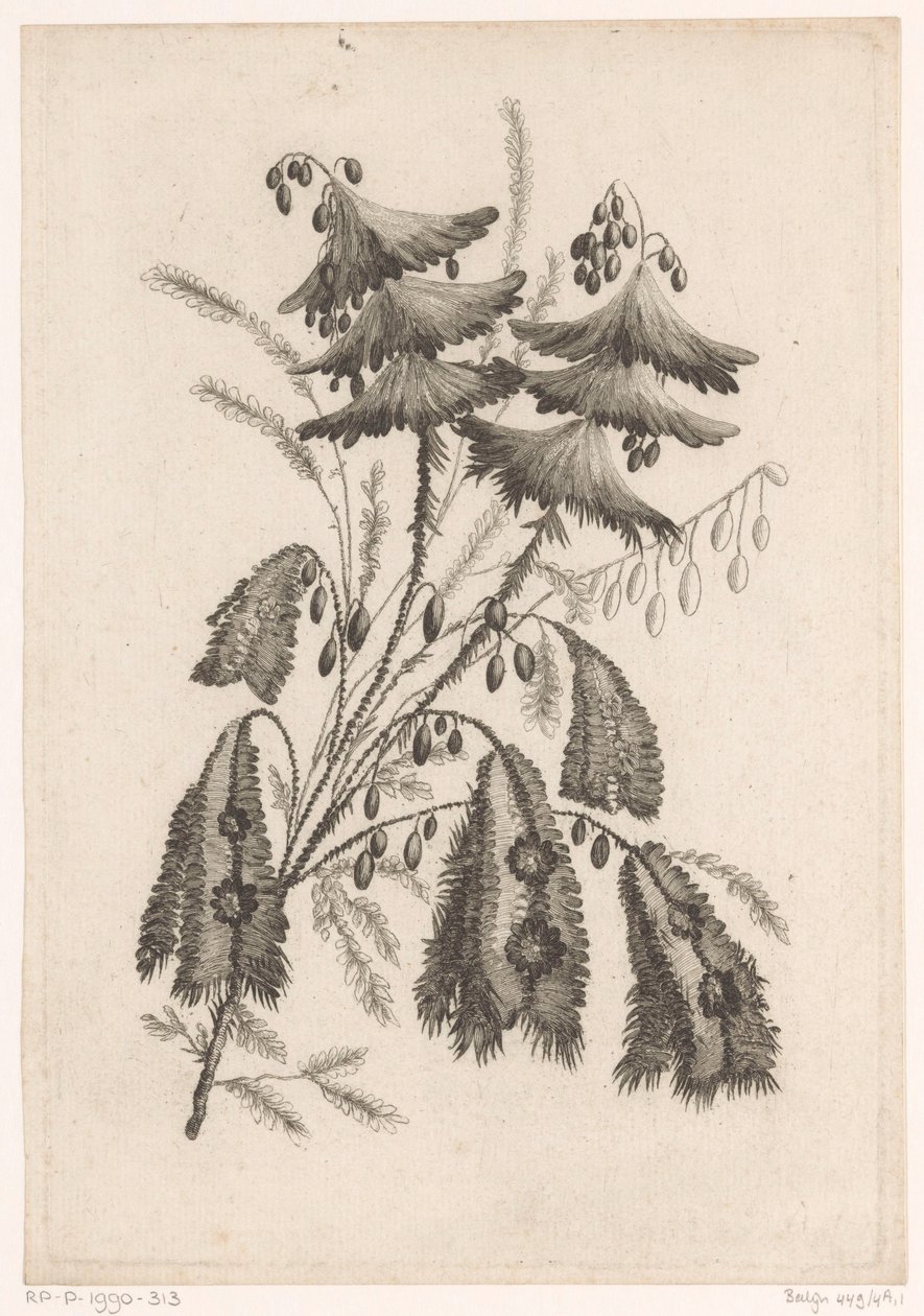 Fleurs en forme de parasol - Johann Heinrich  Hess