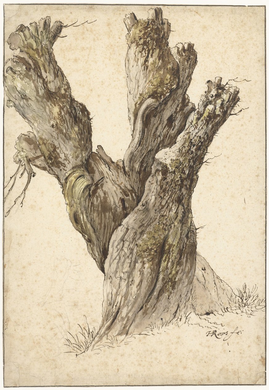 Un saule têtard - Johann Heinrich Roos