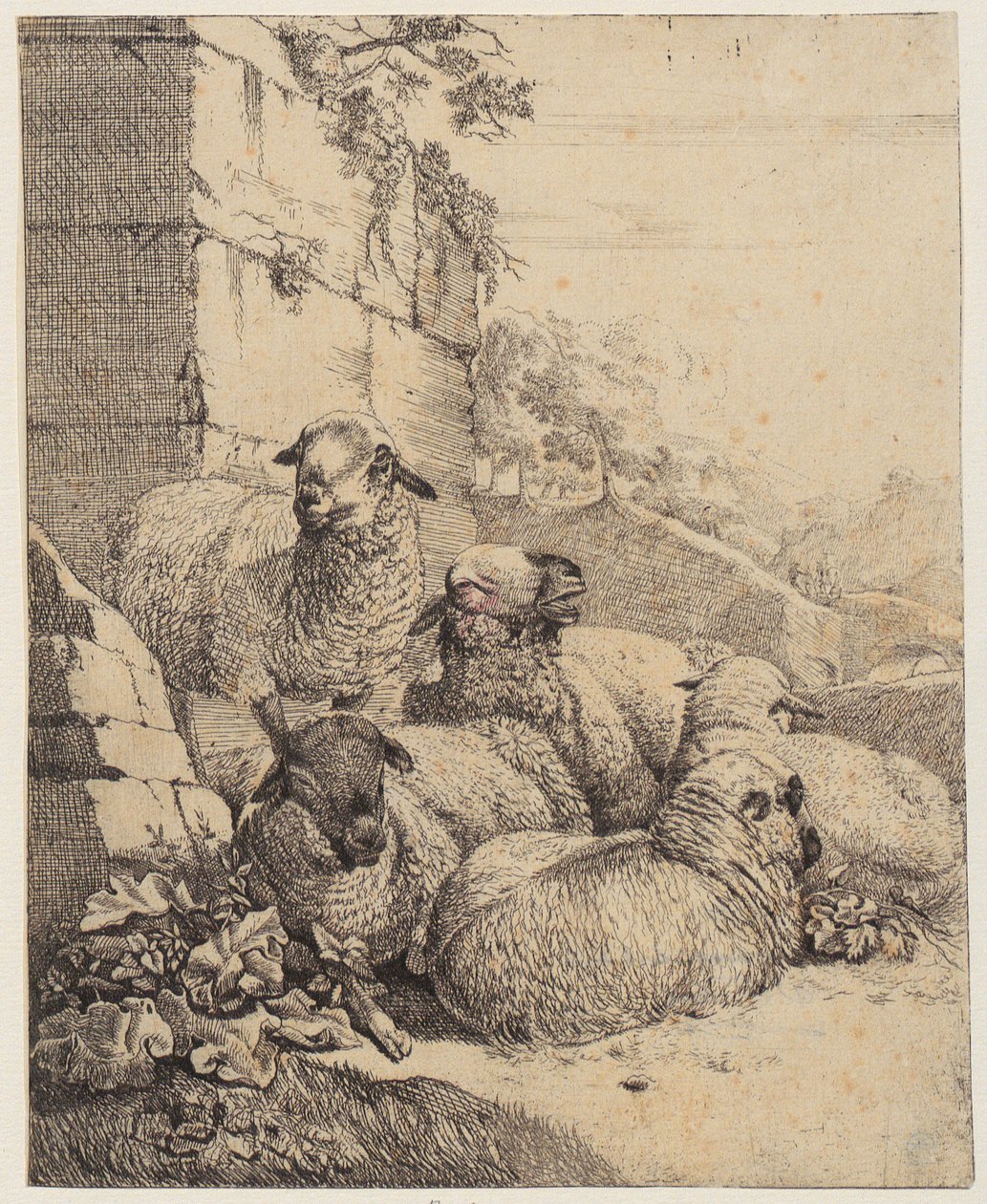 Quatre moutons couchés et un mouton debout devant un mur, feuille de la série « Moutons et chèvres » - Johann Heinrich Roos