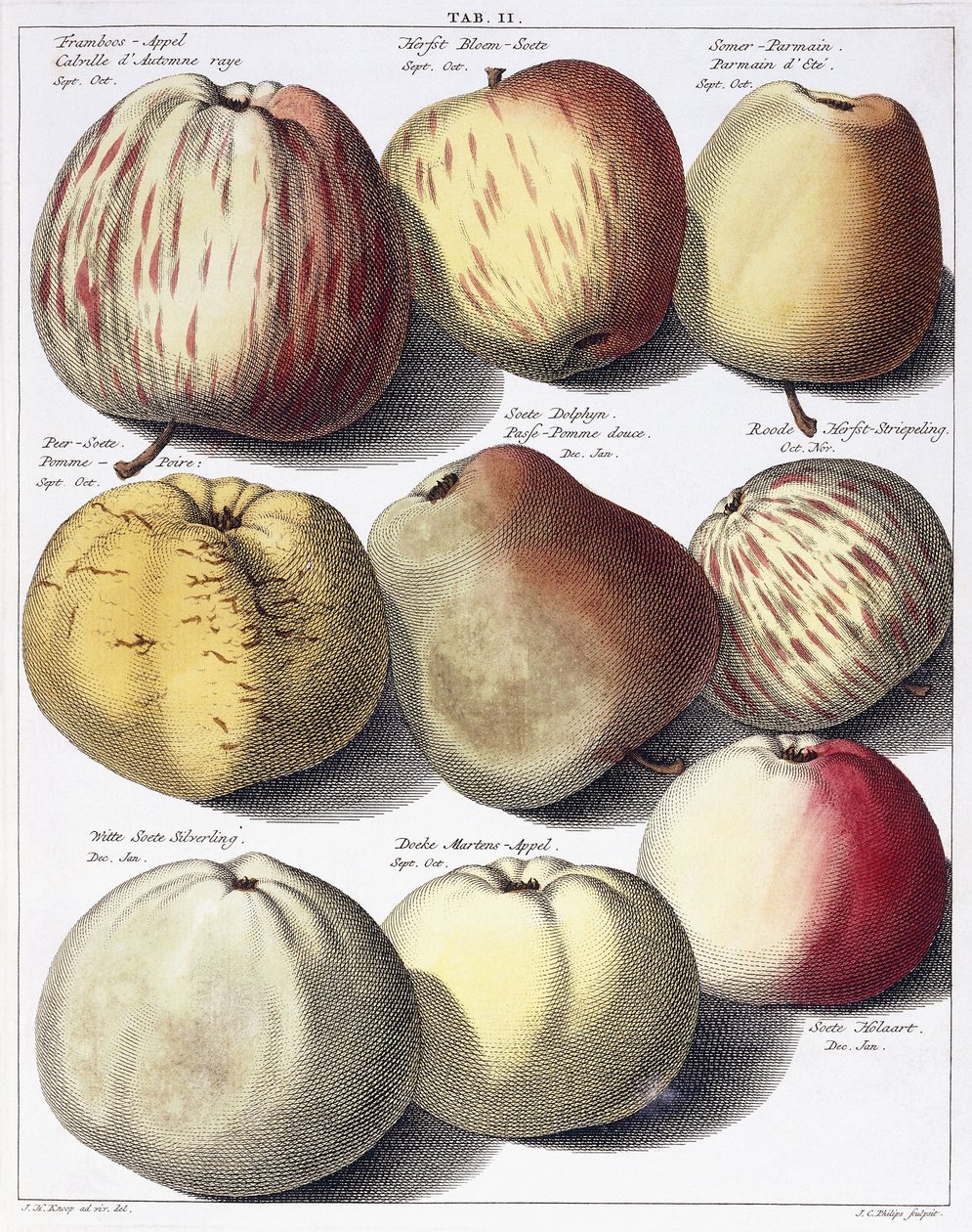 Diverses pommes, 1758 - Johann Hermann Knoop