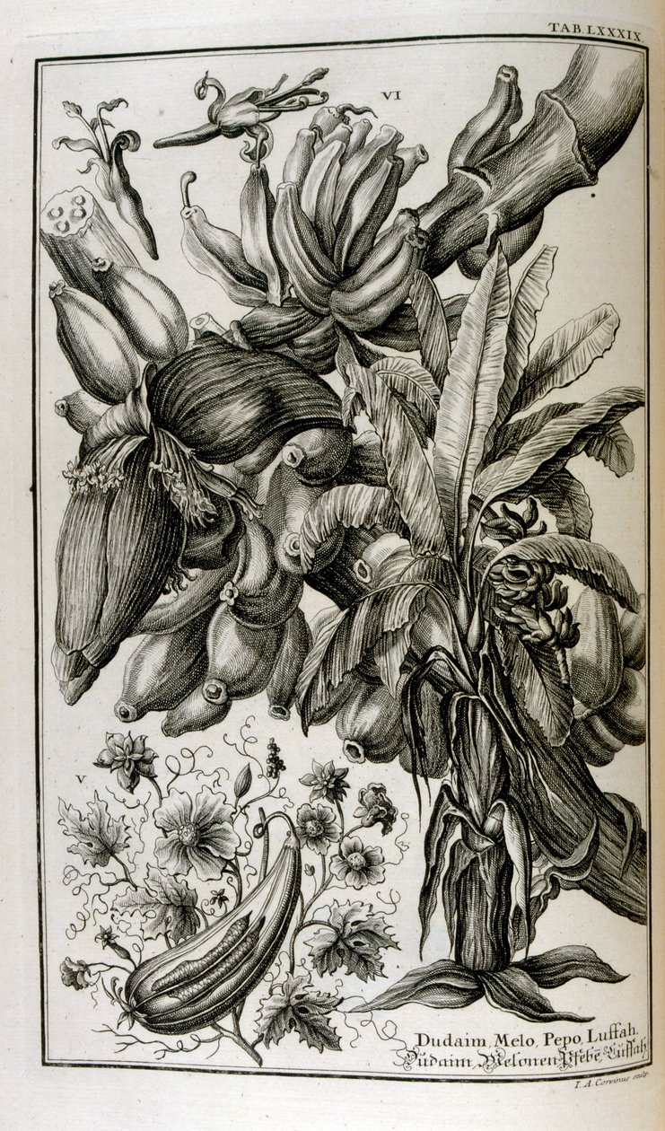 Plantes et fruits bibliques, y compris la mandragore et le melon - Johann Jakob Scheuchzer