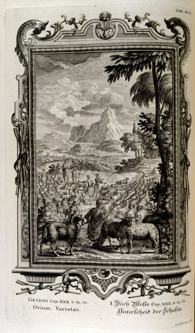 Variétés bibliques de moutons - Johann Jakob Scheuchzer