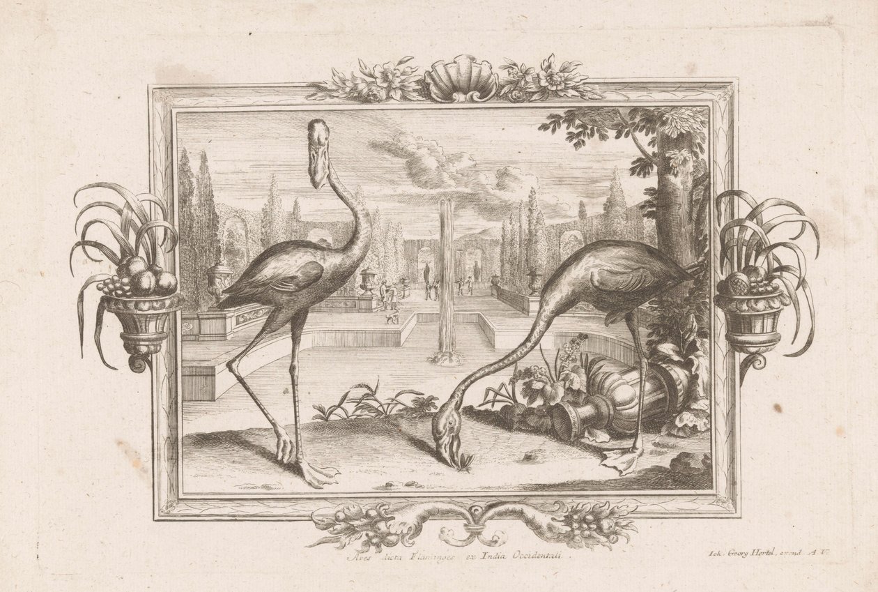 Deux flamants - Johann Jakob Stelzer