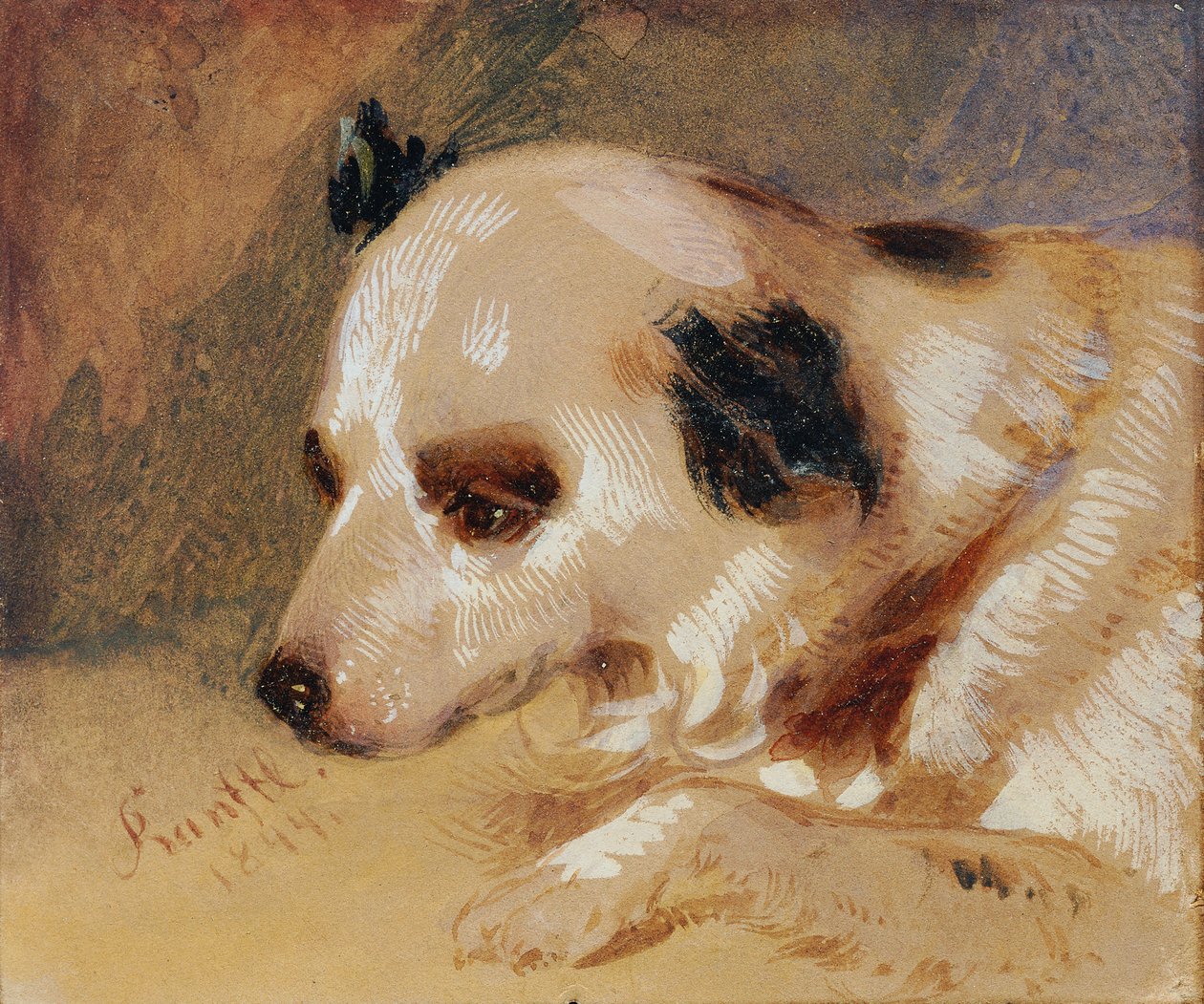Tête de chien - Johann Matthias Ranftl