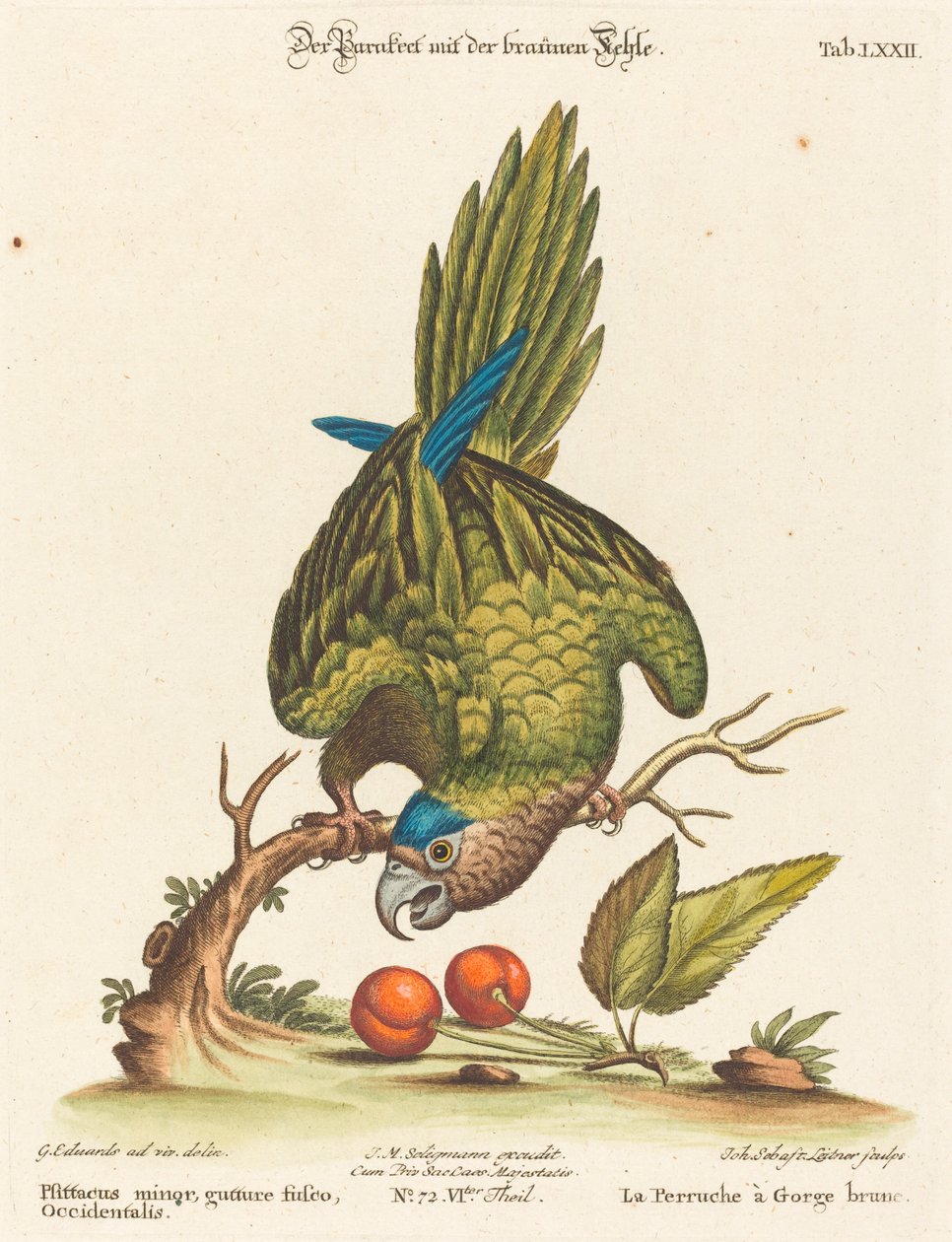 Psittacus minor gutture fusco, occidentalis - Johann Sebastian Leitner after George Edwards