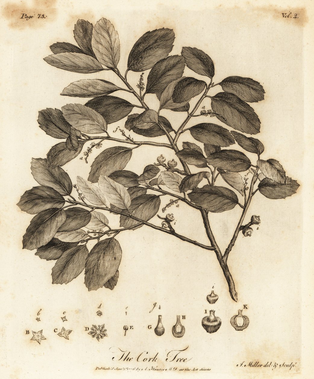 Chêne-liège, Quercus suber - Johann Sebastien Muller