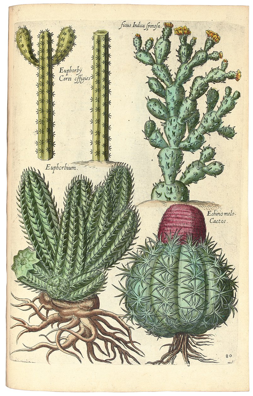 Cactus, 1641 - Johann Theodor de Bry