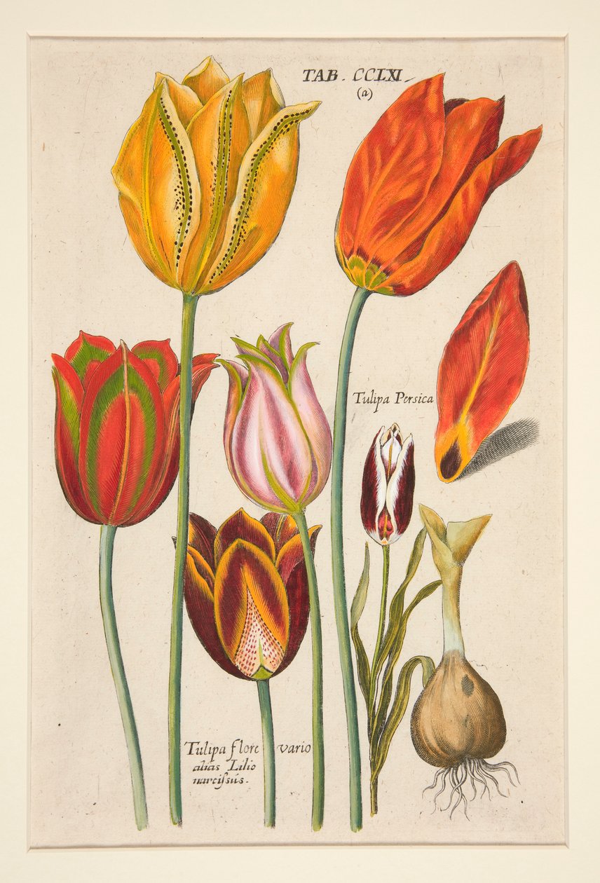 Florilegium novum, hoc est Variorum Maximeque Radiorum Florum ac Plantorum (Planche de fleurs); (Tulipes); d