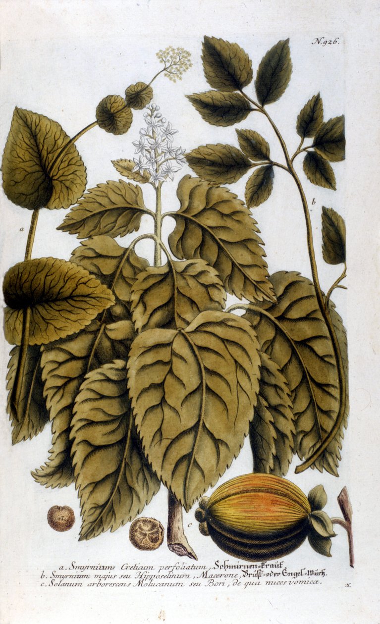 Smyrnium Cretium perfoliatum - Maceron de Crète ou Maceron perfolié. Planche tirée de l
