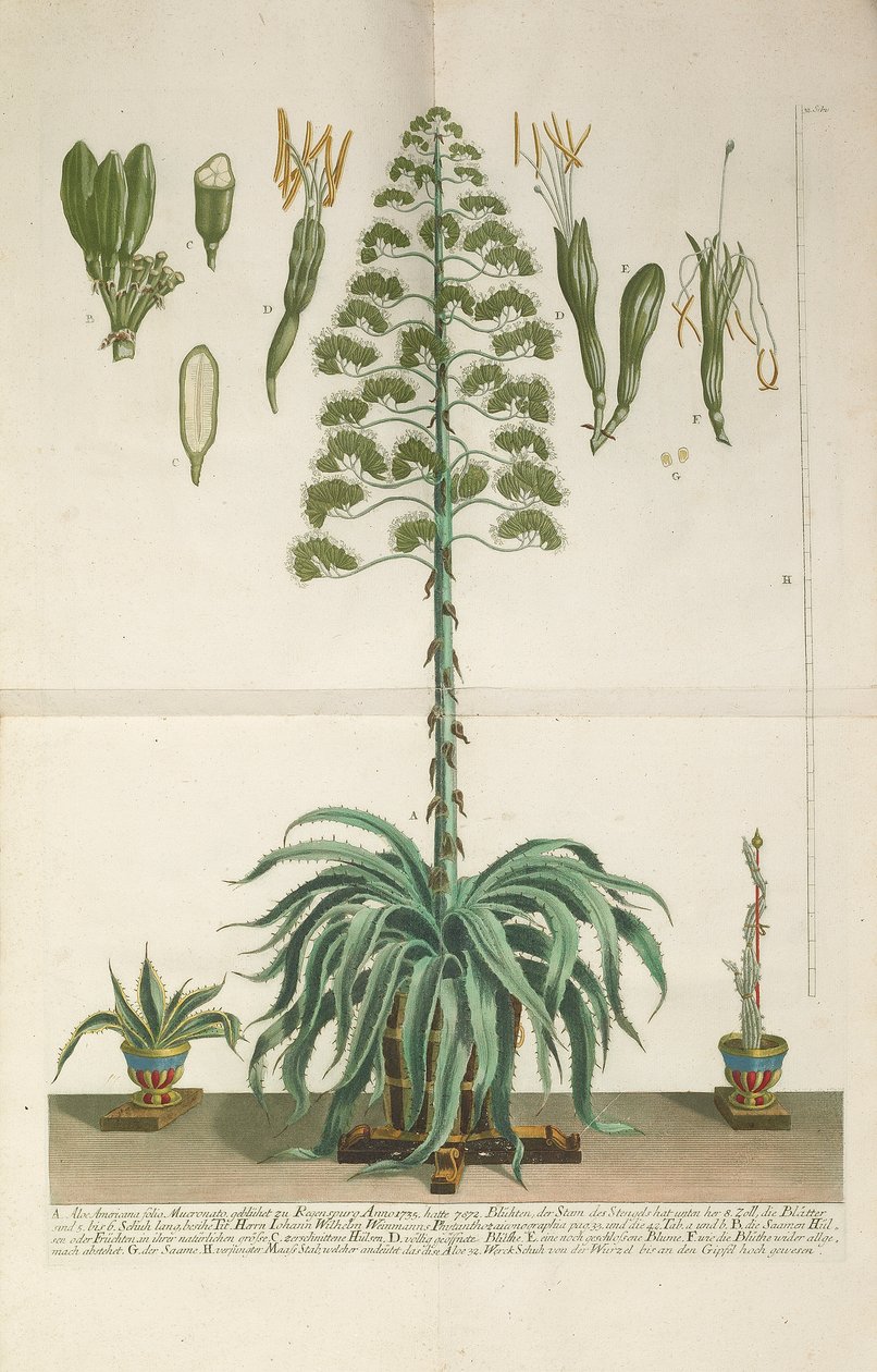 Gravure et plaque de mezzotinte d