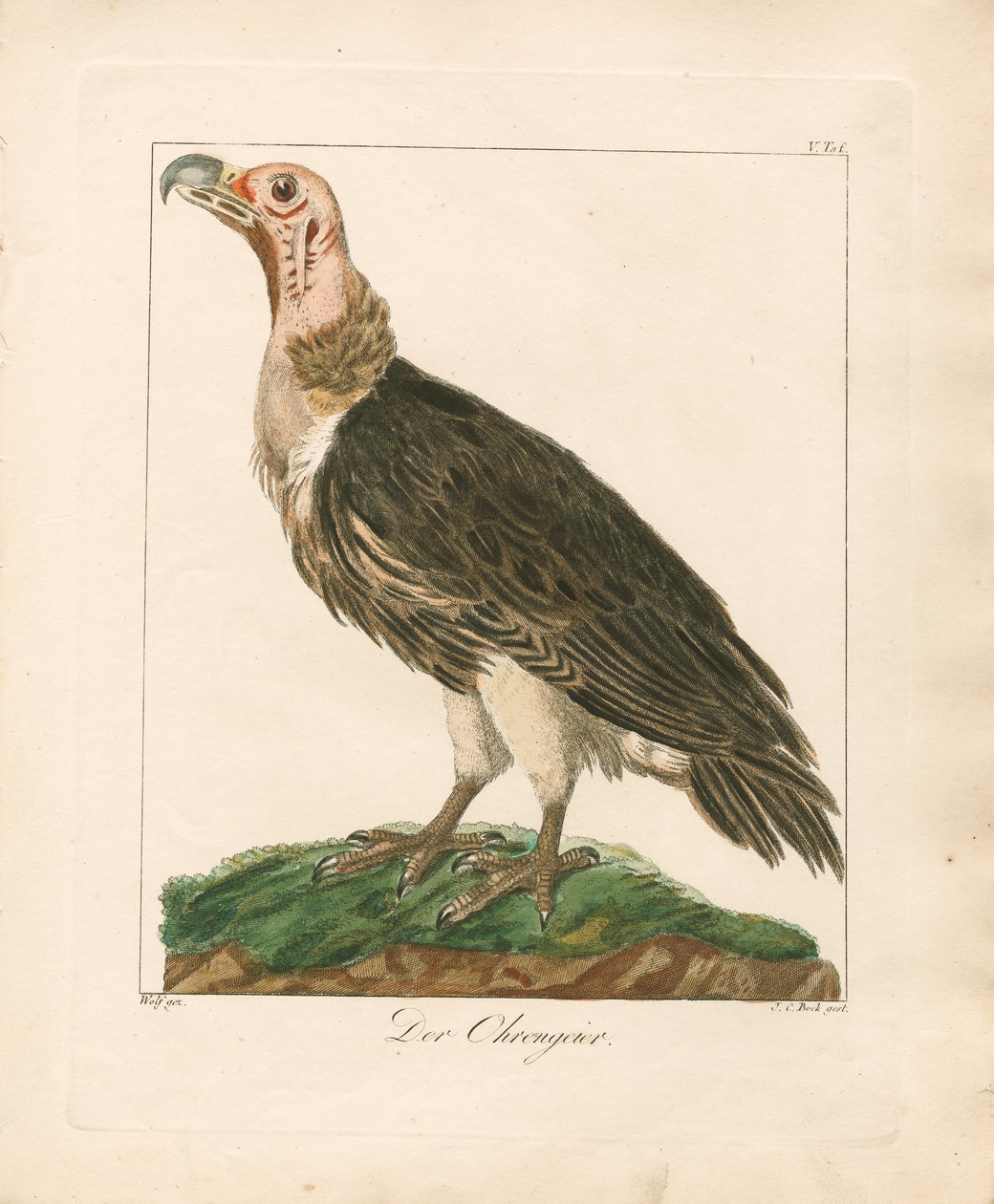 Le vautour à face blanche (gravure sur cuivre coloriée à la main) - Johann Wolf