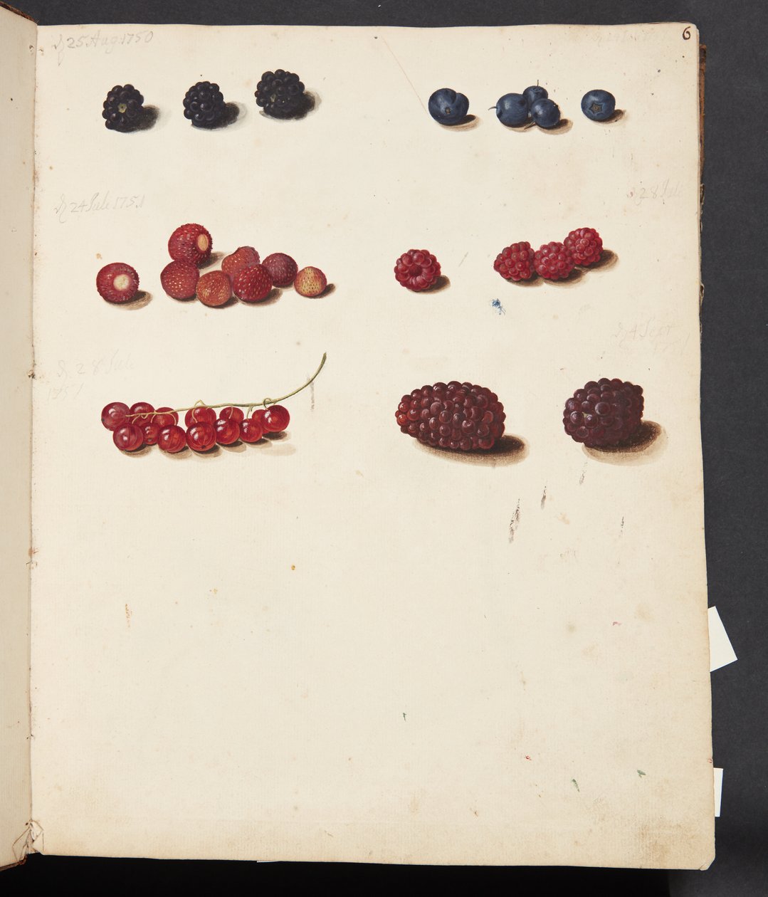 Étude de divers fruits - Johanna Fosie
