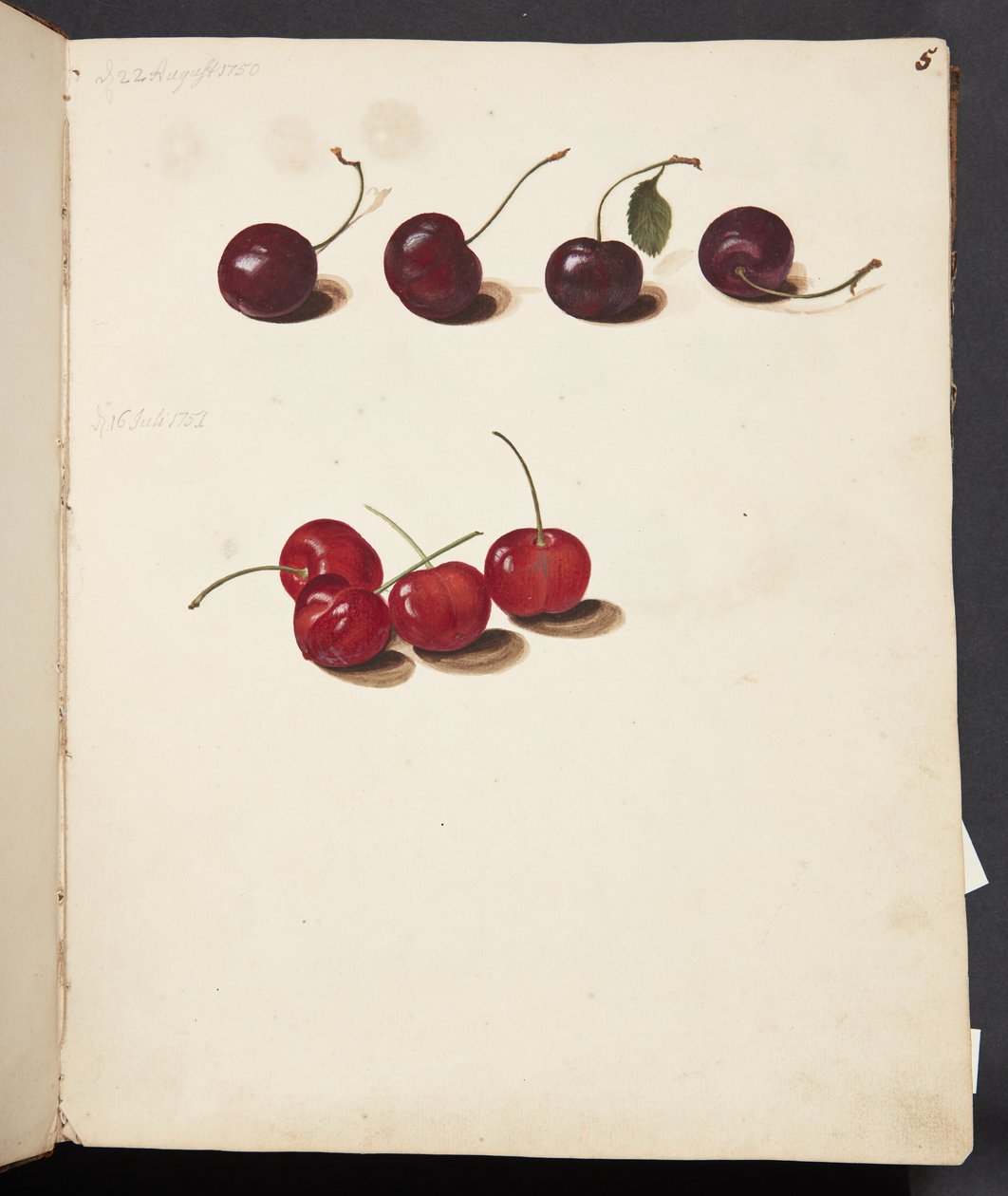 Étude de cerises - Johanna Fosie