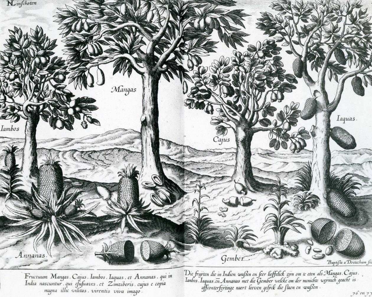 Arbres fruitiers tropicaux, 1596 - Johannes Baptista van Doetechum the Younger