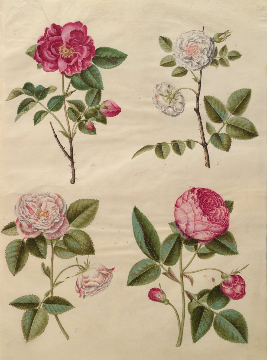Rosa gallica - Johannes Simon Holtzbecher