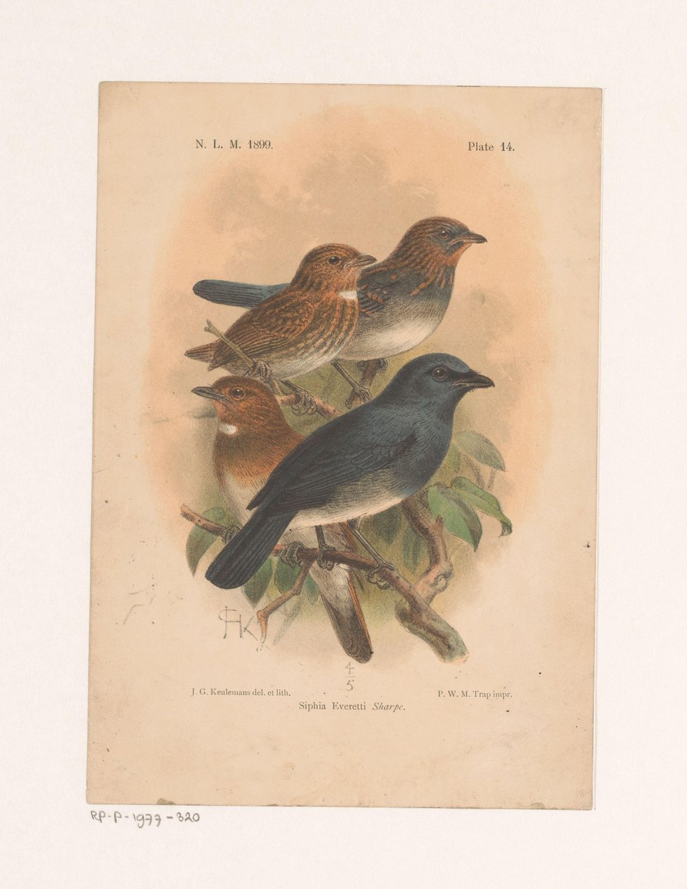 Quatre oiseaux sur une branche - Johannes Gerardus Keulemans