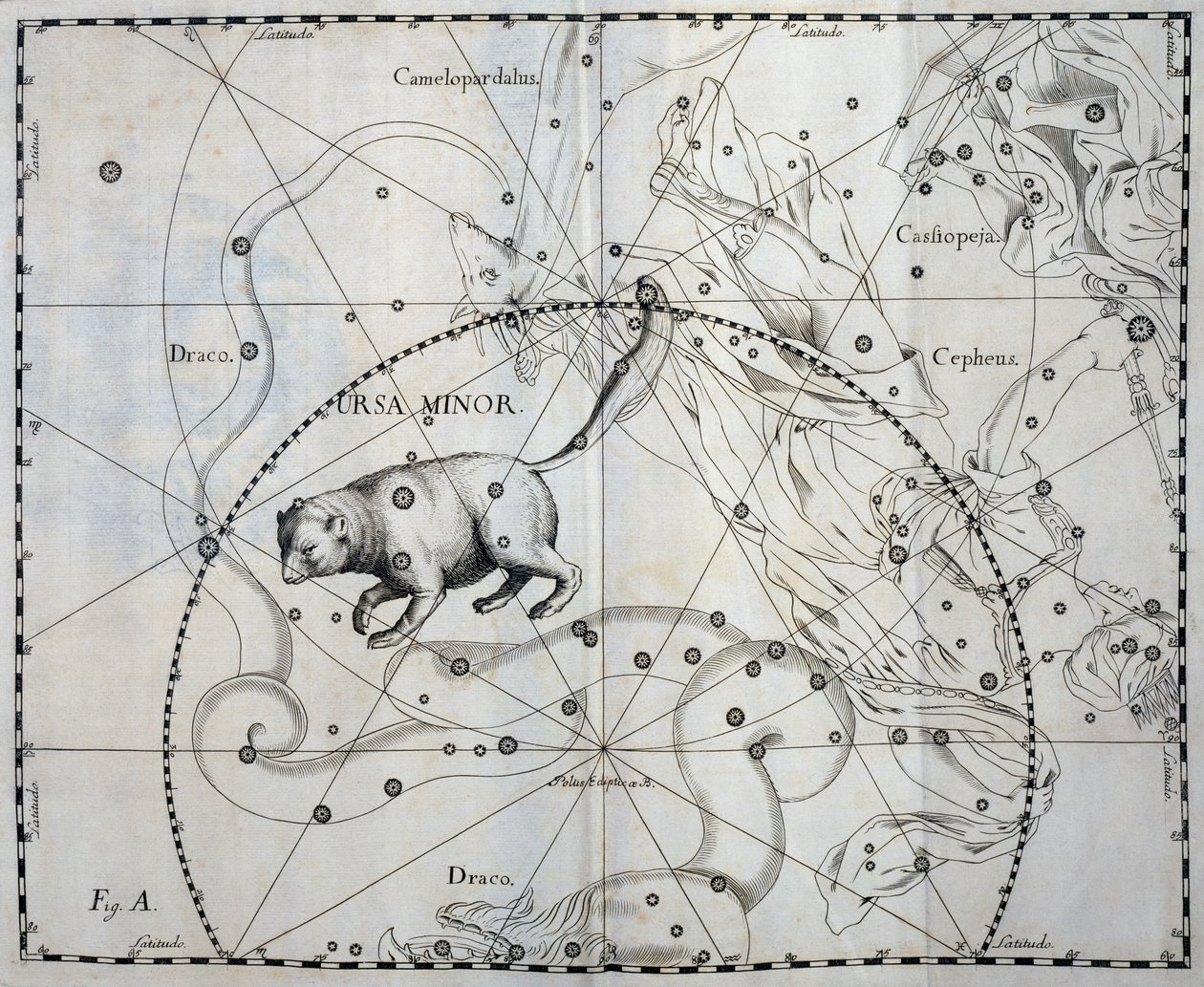 Petite Ourse, constellation boréale de la Petite Ourse, gravure de l