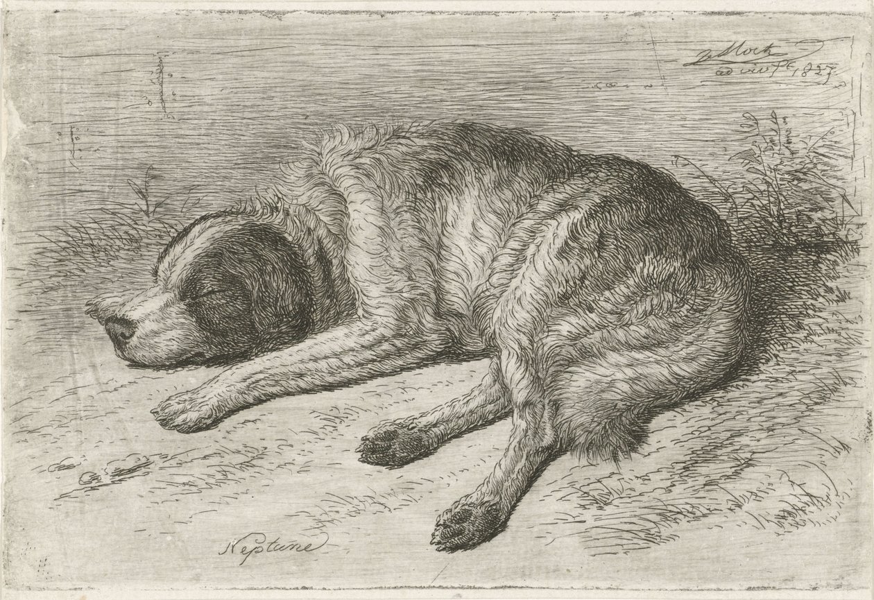 Chien endormi vers la gauche - Johannes Mock