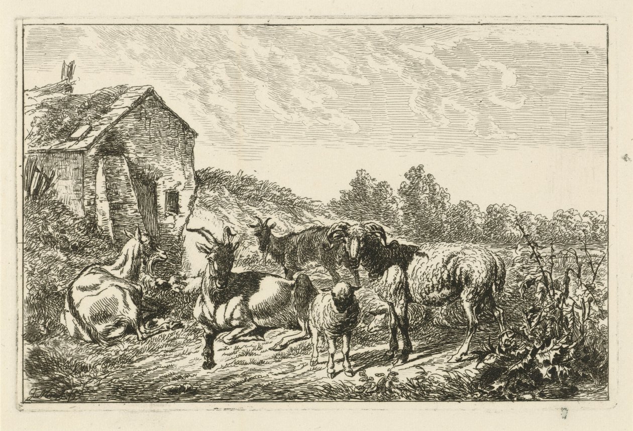Quatre chèvres et un mouton près d