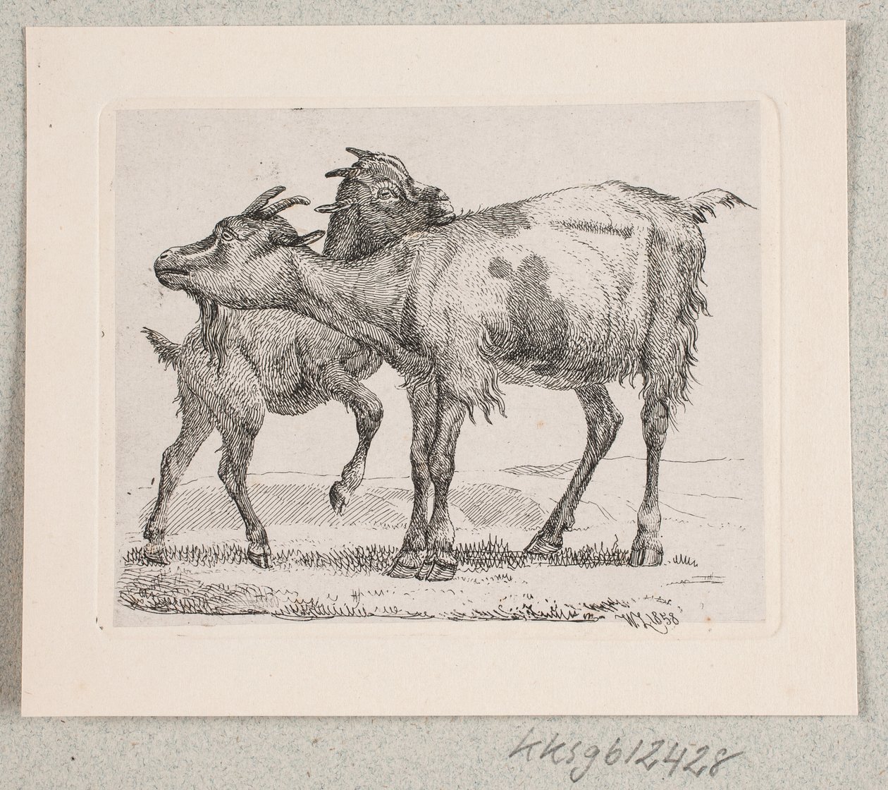 Une chèvre avec son chevreau - Johannes Wilhelm Zillen