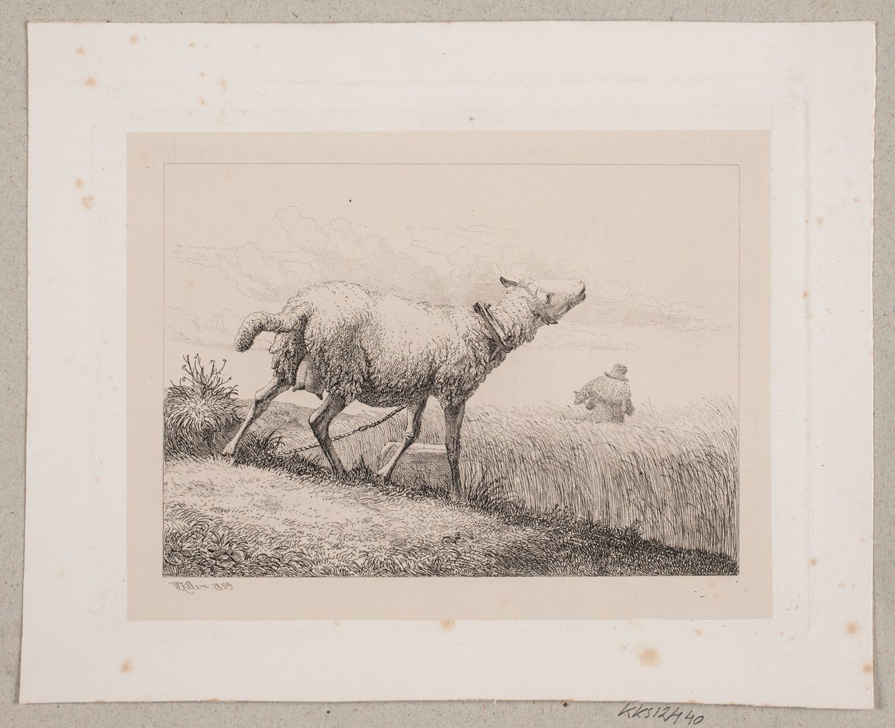 Un mouton bêlant - Johannes Wilhelm Zillen