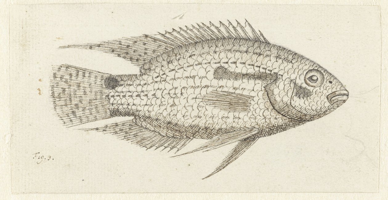 Poisson tropical Chromis epse - Johannes le Francq van Berkhey