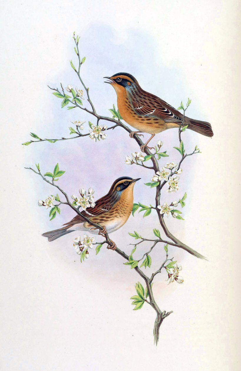 Accentor montanellus = Prunella montanella - John Gould
