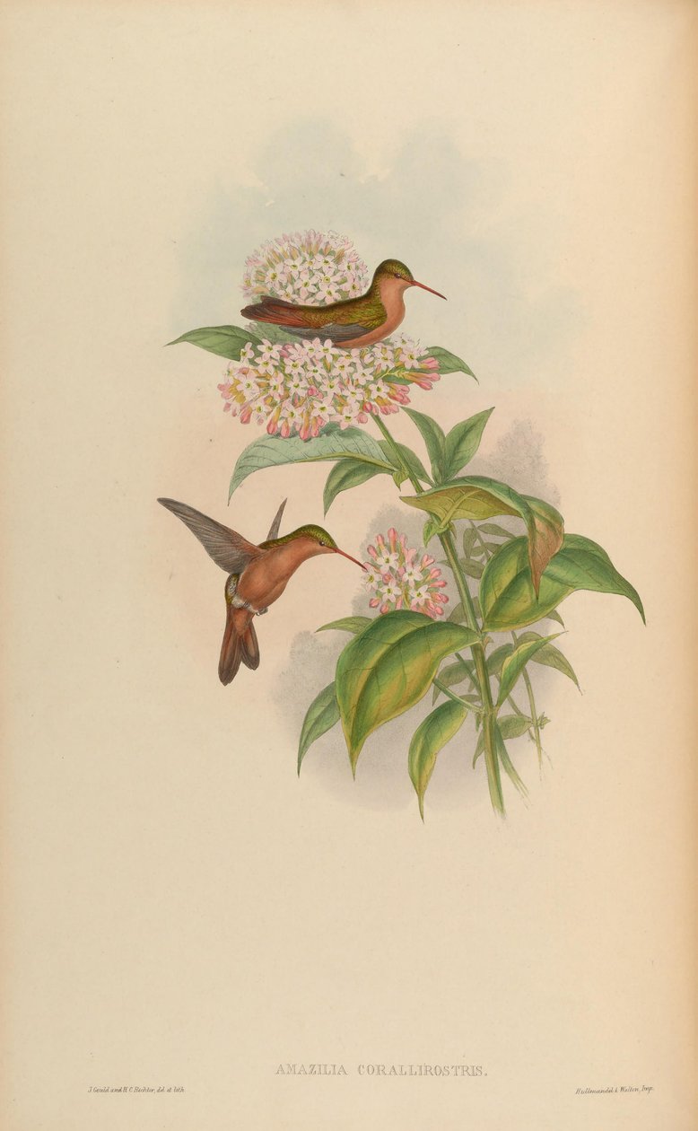 Amazilia corallirostris = Amazilia rutila corallirostris - John Gould