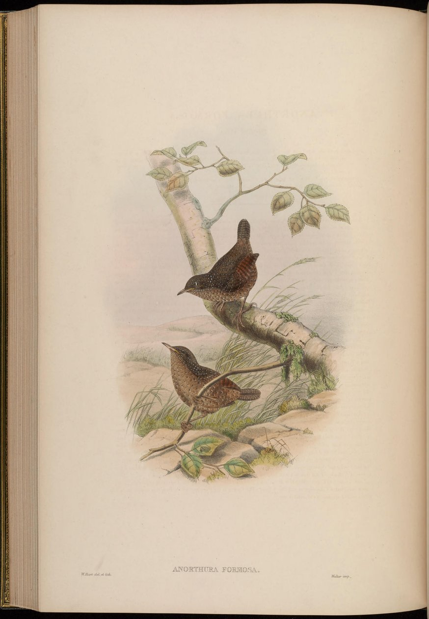 Anorthura formosa = Spelaeornis formosus - John Gould