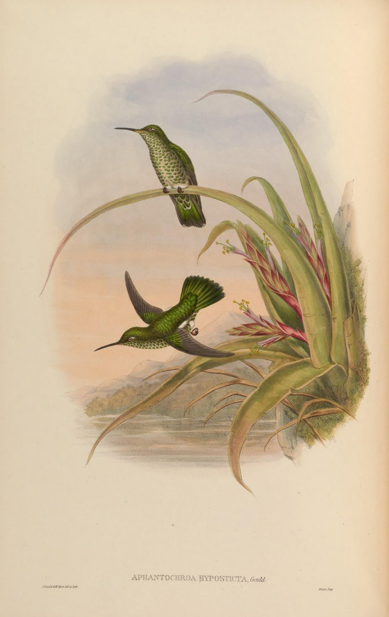 Aphantochroa hyposticta = Taphrospilus hypostictus - John Gould