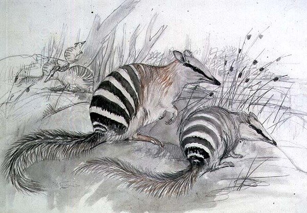 Fourmilier rayé, 19e siècle - John Gould