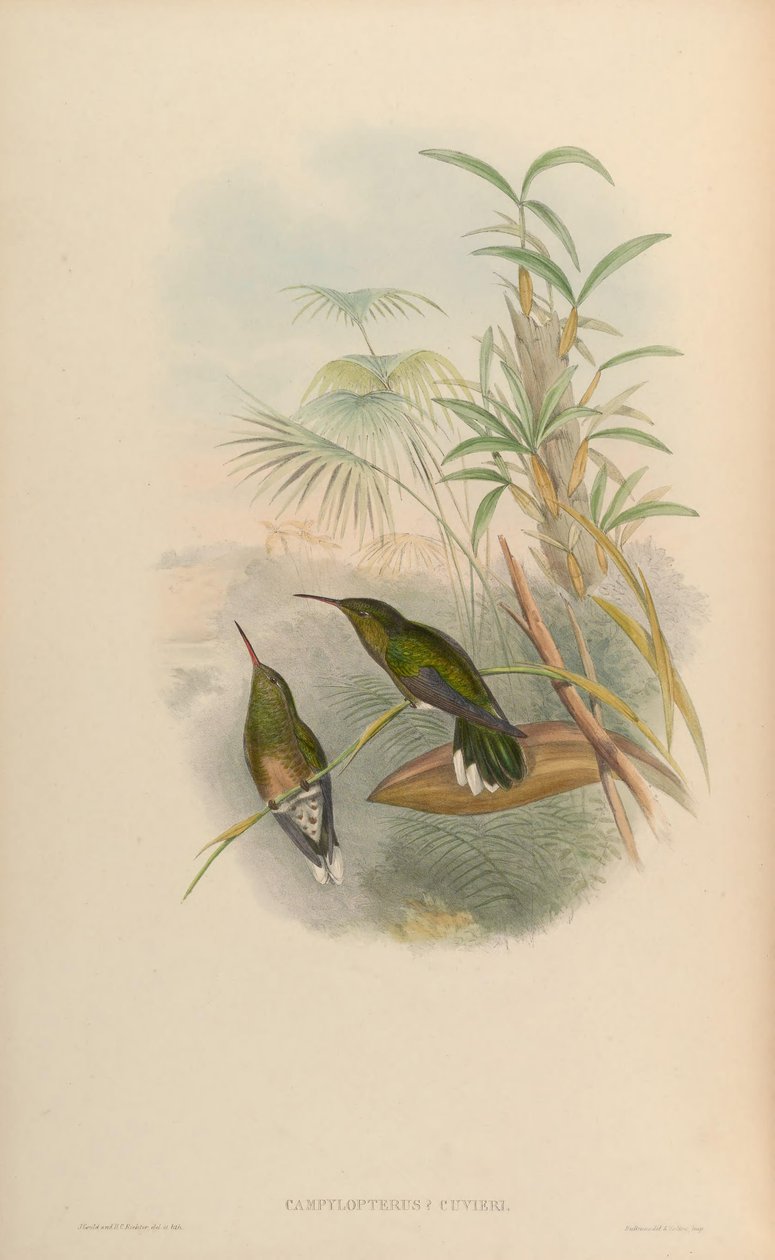 Campylopterus cuvierii = Phaeochroa cuvierii maculicauda - John Gould