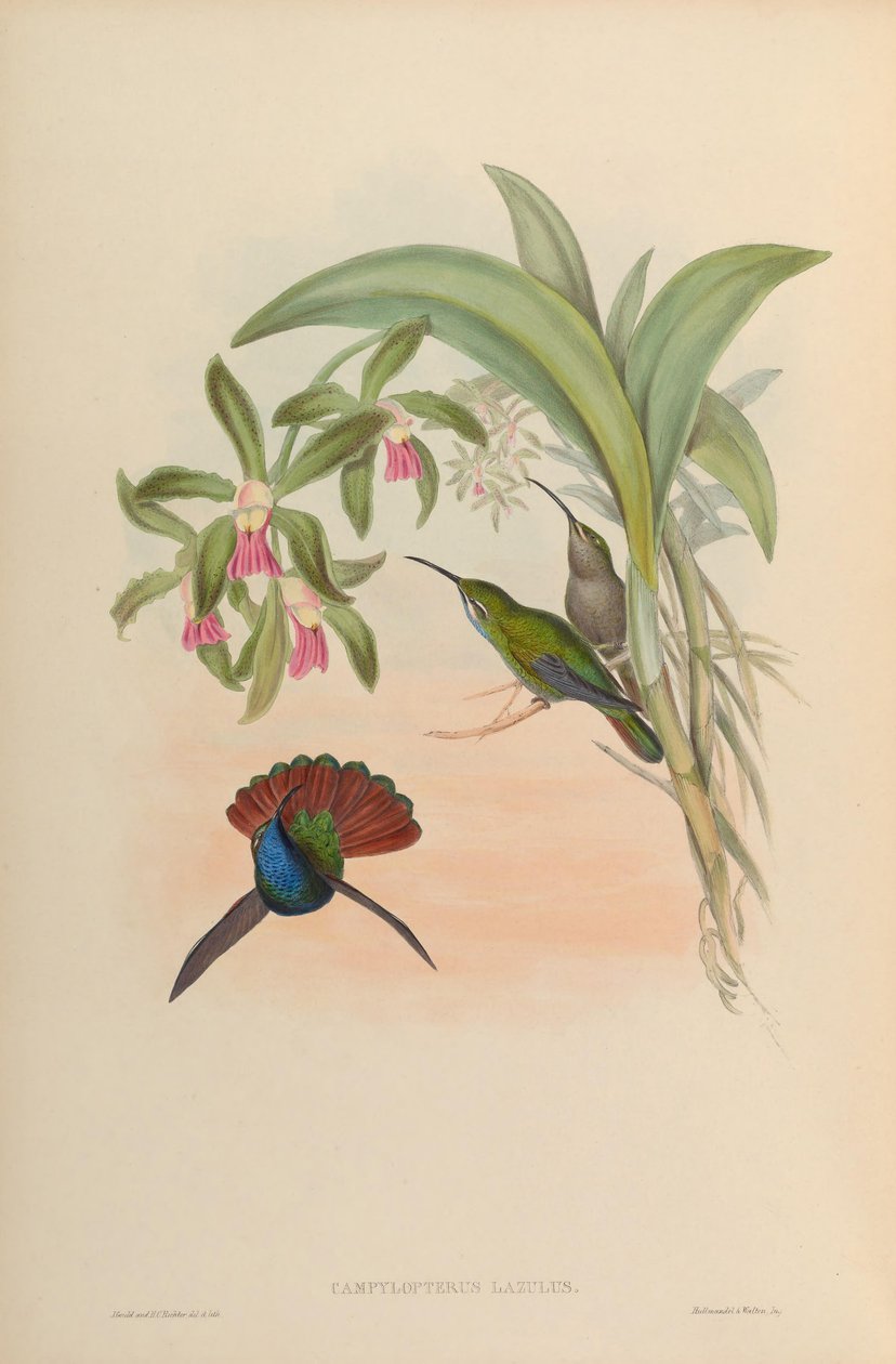Campylopterus lazulus = Campylopterus falcatus - John Gould