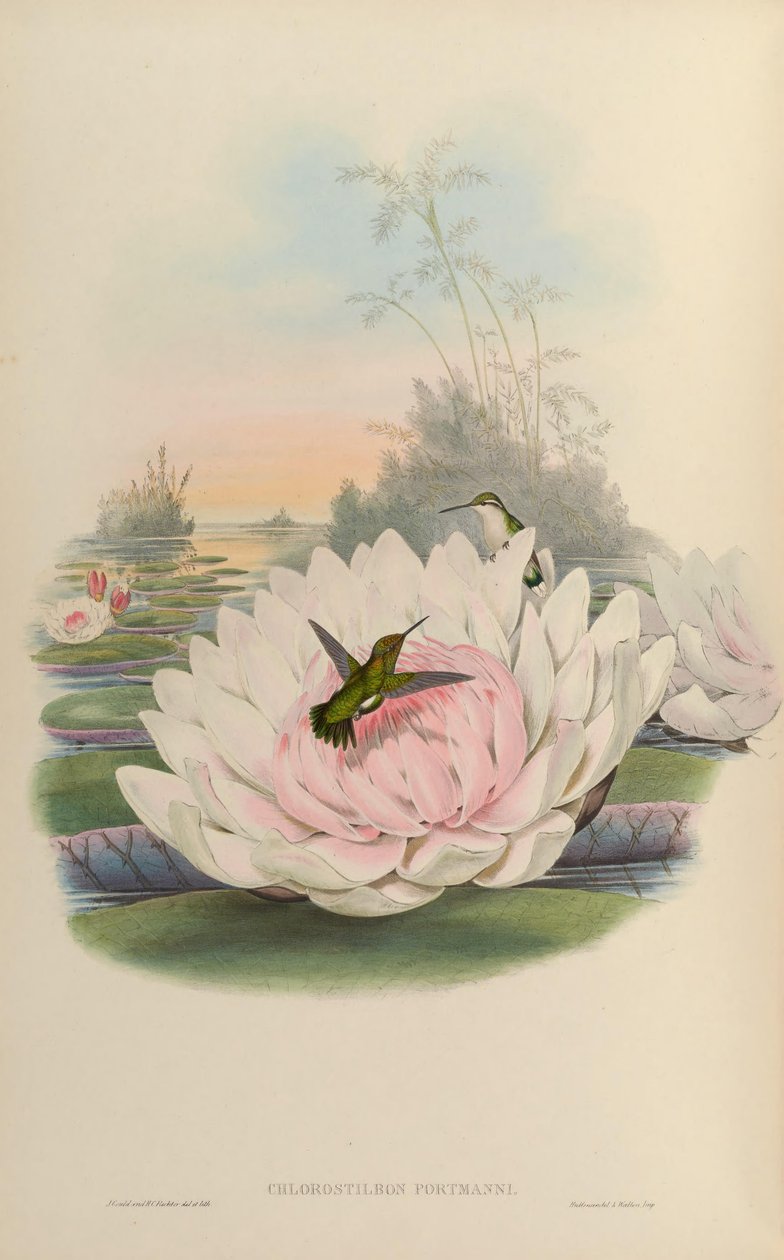 Chlorostilbon poortmani - John Gould