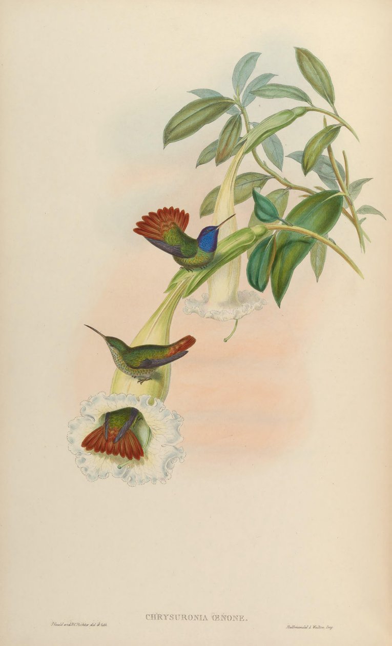 Chrysuronia oenone - John Gould