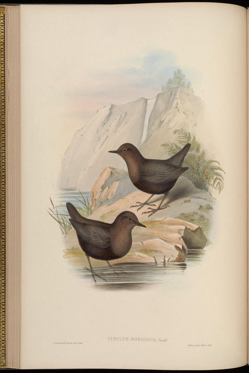Cinclus sordidus = morph sombre de Cinclus cinclus cashmeriensis - John Gould
