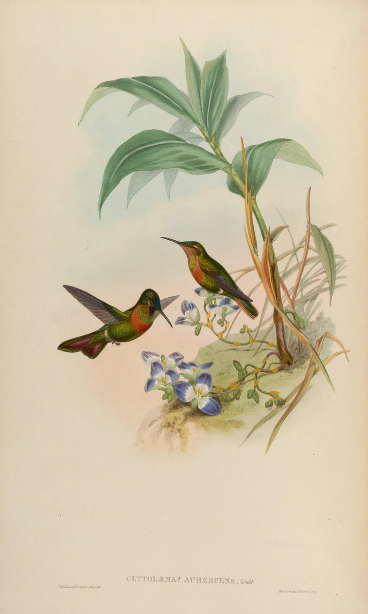 Clytolaema aurescens = Polyplancta aurescens - John Gould